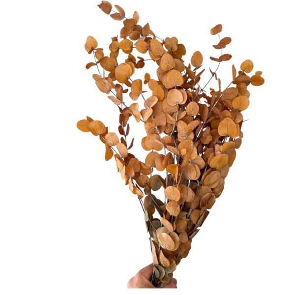 Preserved gold eucalyptus - Image 2