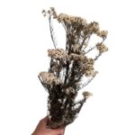 Preserved white Rice flowers - Image 4