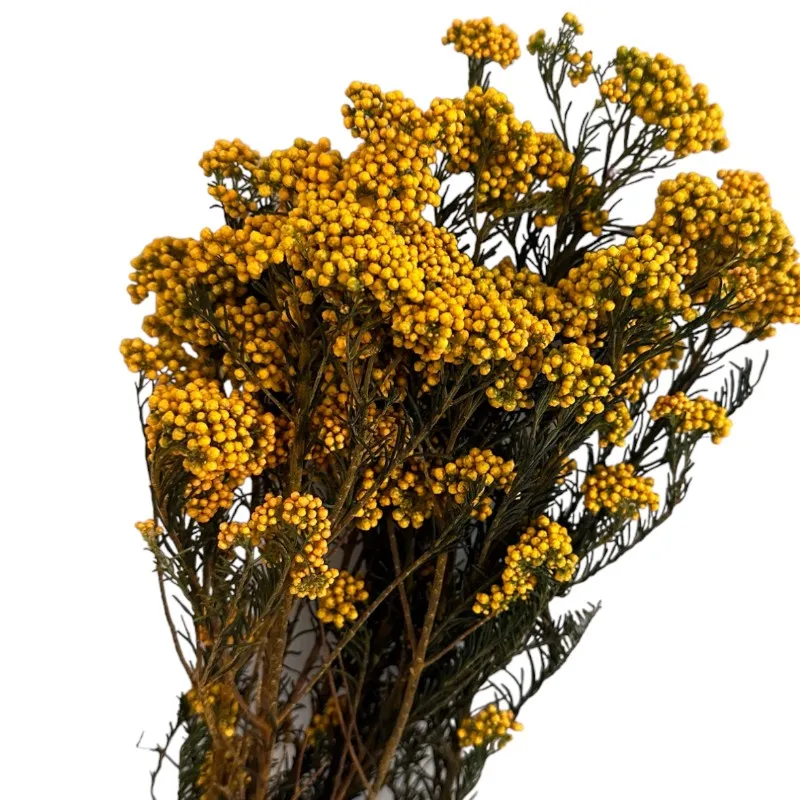 Preserved mustard color Rice flowers