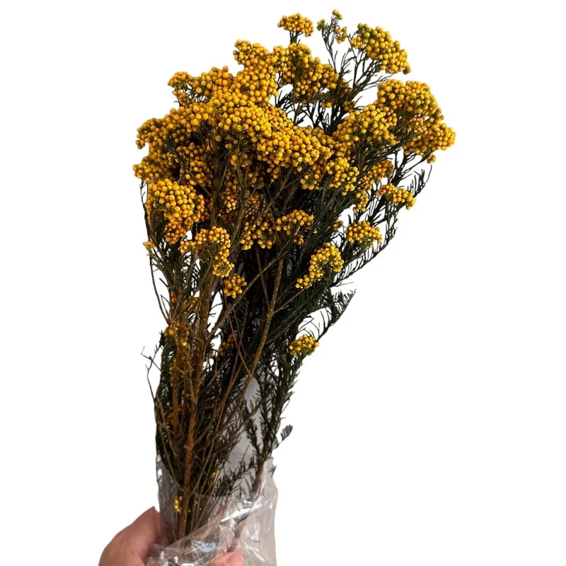 Preserved mustard color Rice flowers