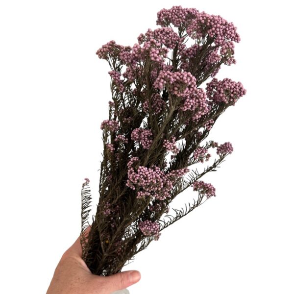 Preserved lilac Rice flowers - Image 2