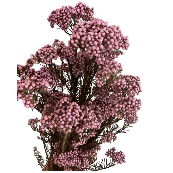 Preserved lilac Rice flowers - Image 3