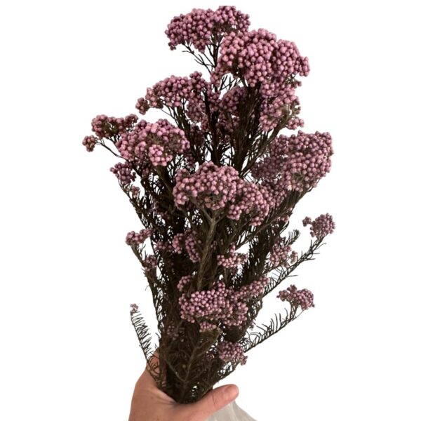 Preserved lilac Rice flowers - Image 4