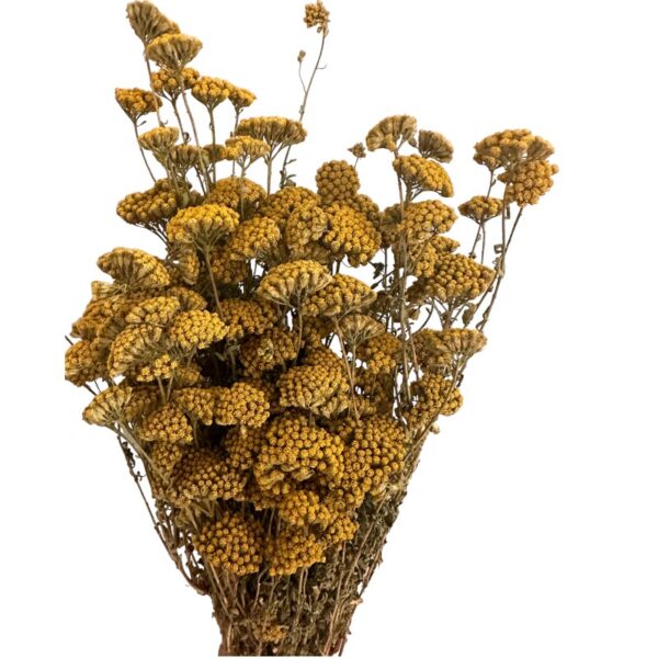 Dry Achilea natural color