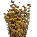 Dry Achilea natural color