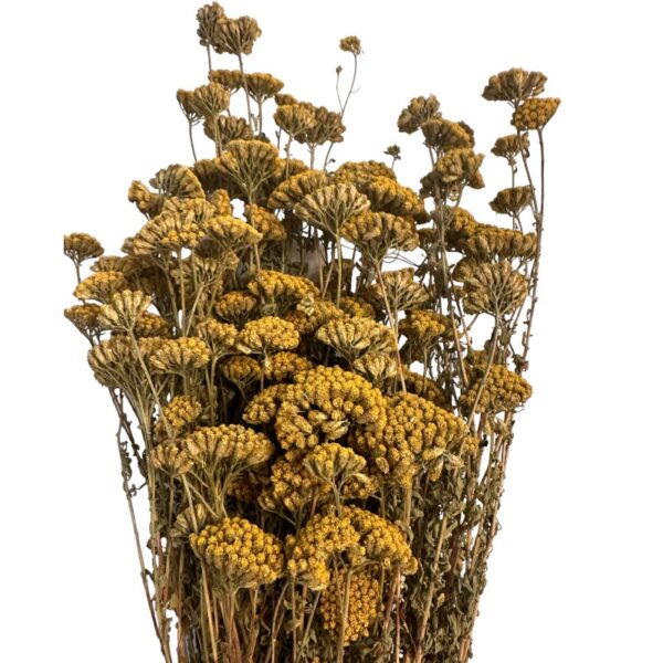 Dry Achilea natural color