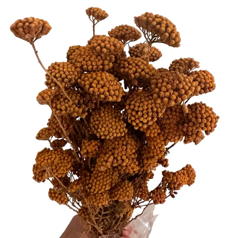 Preserved Achilea brown