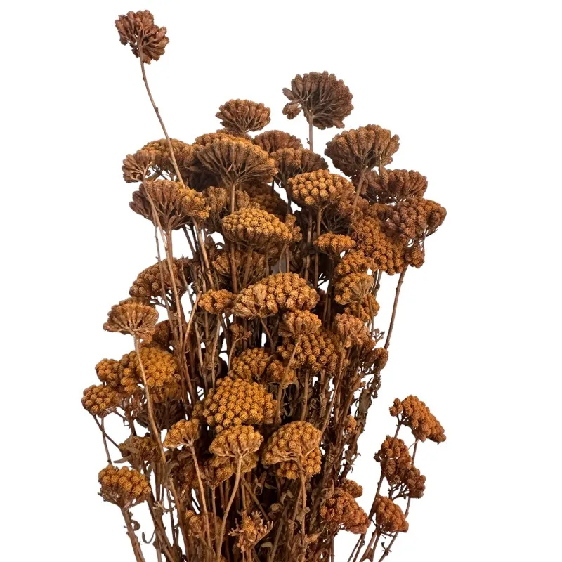Preserved Achilea brown