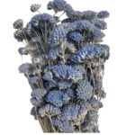 Preserved Achilea blue