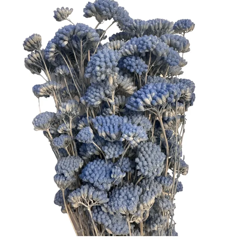 Preserved Achilea blue