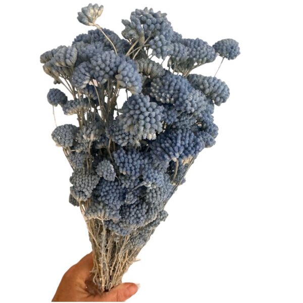 Preserved Achilea blue
