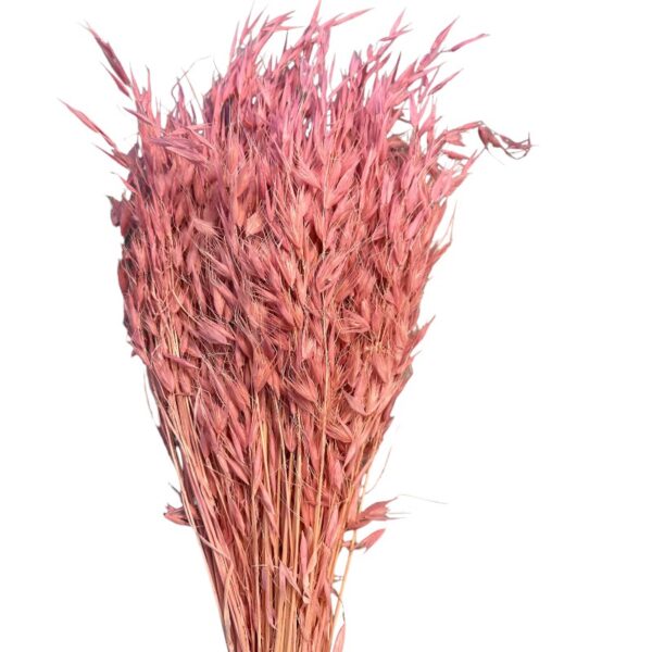 Dry wild oat fuchsia