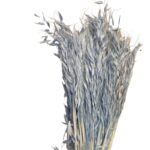 Dry wild oat blue
