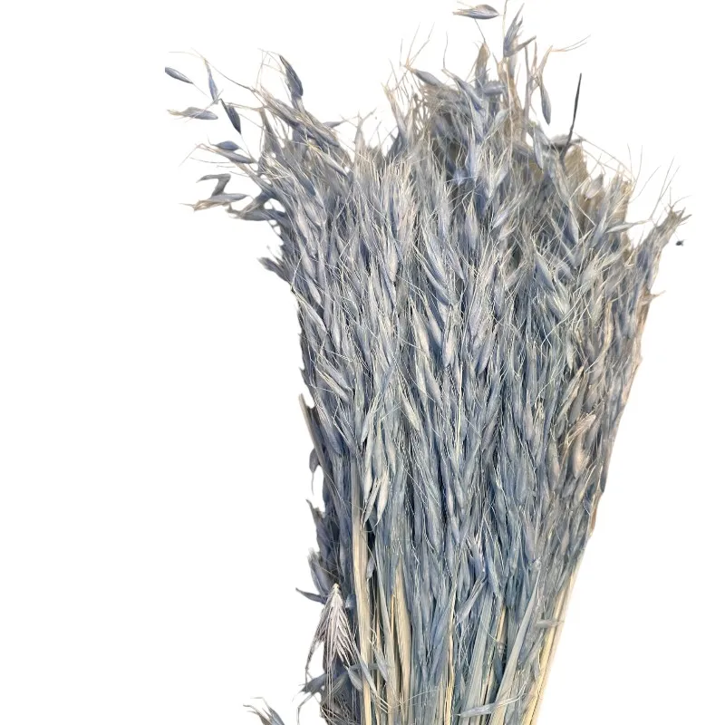 Dry wild oat blue
