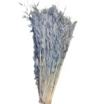 Dry wild oat blue - Image 2