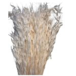 Dry wild oat white