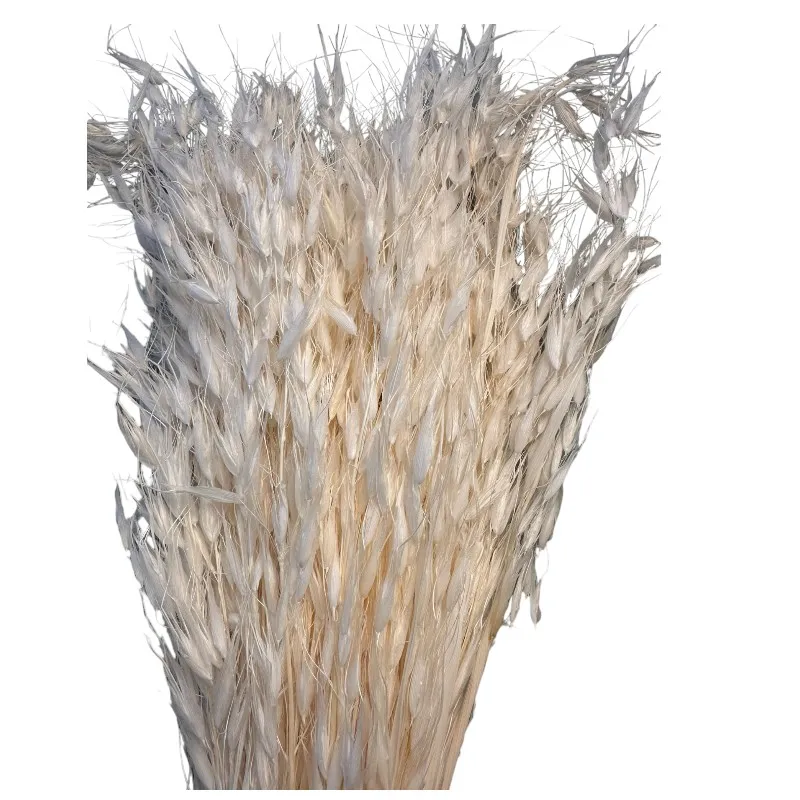 Dry wild oat white