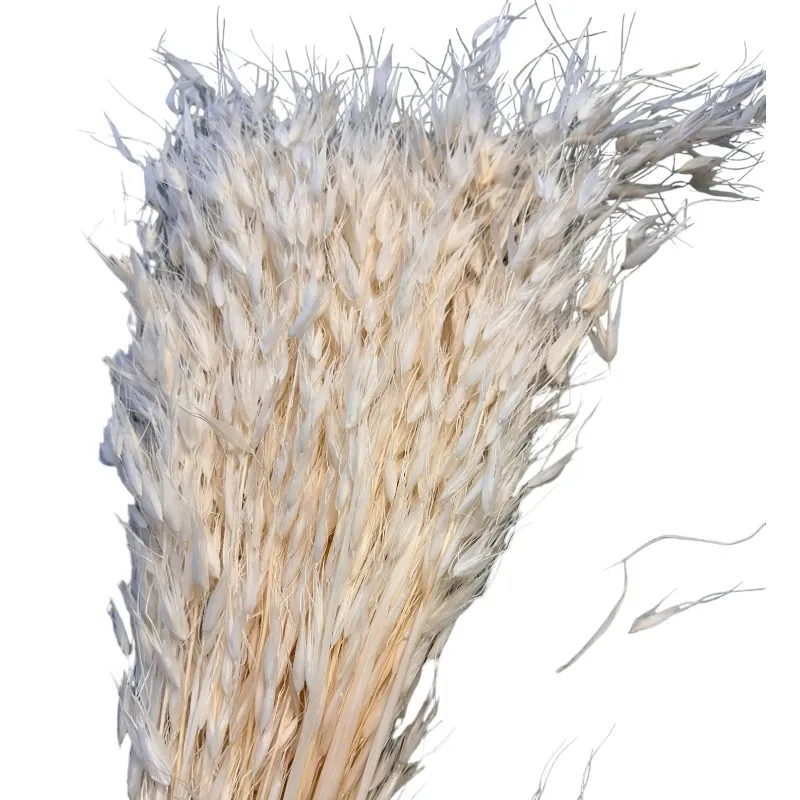 Dry wild oat white