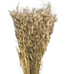 Dry wild oat natural