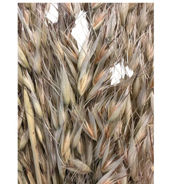 Dry wild oat natural - Image 3