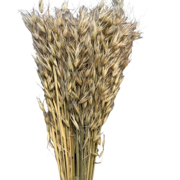 Dry wild oat natural