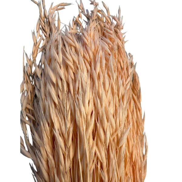 Dry sativa oat salmon color