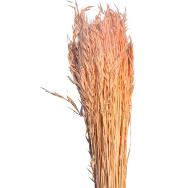 Dry sativa oat salmon color