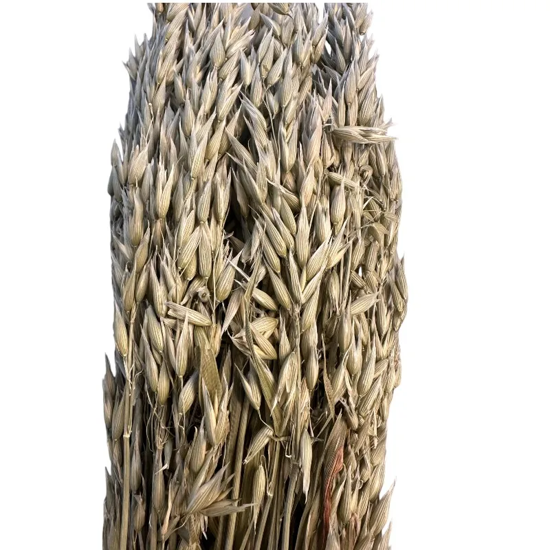Dry sativa natural. Big bunch